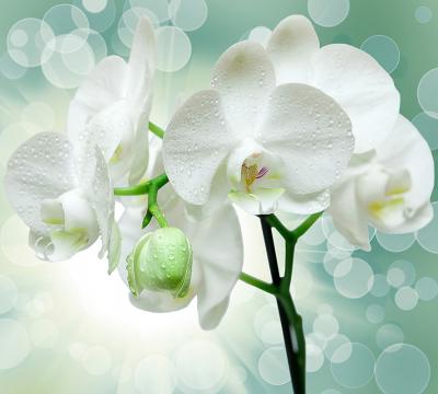 T1-175 Веточка орхидеи производства DIVINO Decor - фото