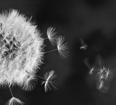 T1-302 Одуванчик  производства DIVINO Decor - фото